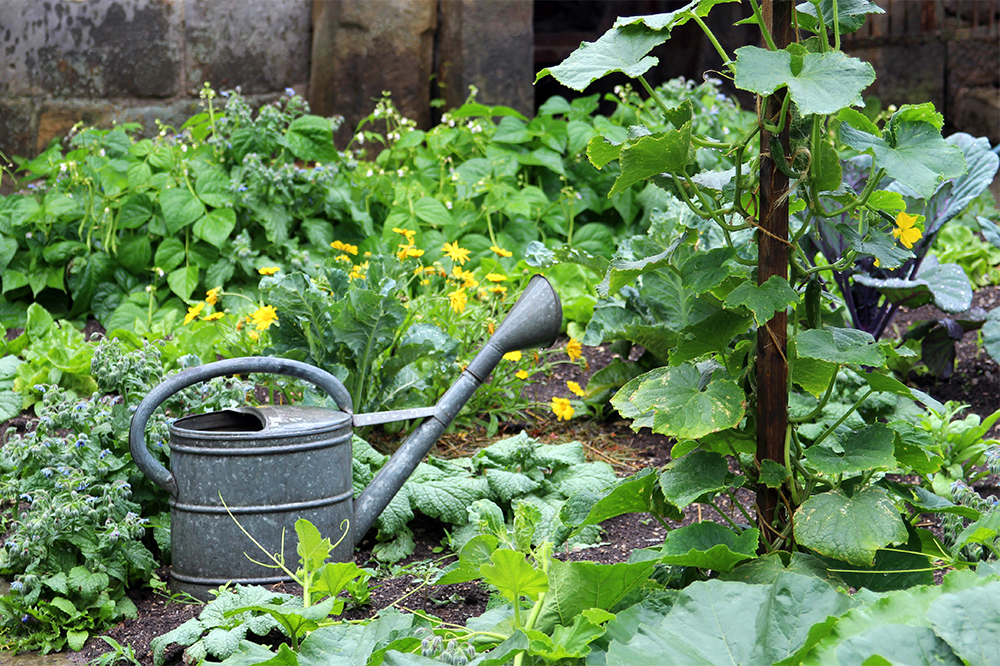 Köksträdgård med grönsaker, vattenkanna